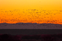 Snow Geese Flying-out at Sunrise