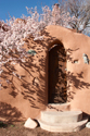 Apricot Blossom over an Adobe Wall