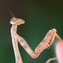 Side View of Native Praying Mantis