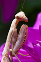Praying Mantis on a Dahlia