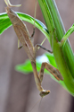 Brown Praying Mantis Upside Down