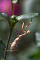 Mantis Climbing Up