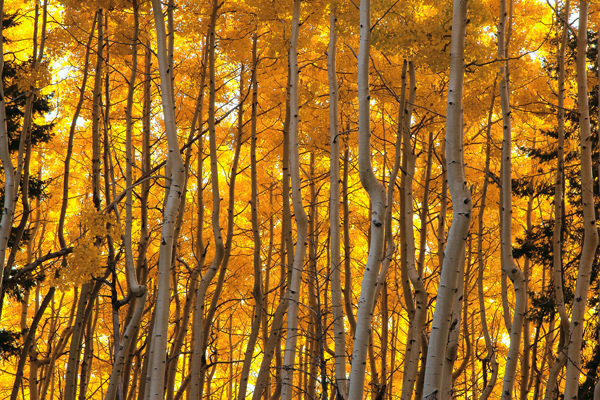 Aspen Forest