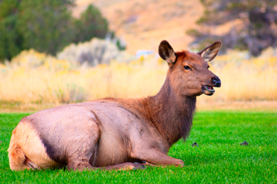 Item #200509240089: Autumn in Wyoming - Elk