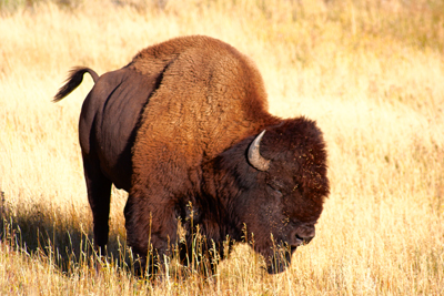 Item #200509260242: Autumn in Wyoming - Bison