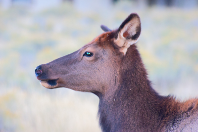 Item #200509260255: Autumn in Wyoming - Elk