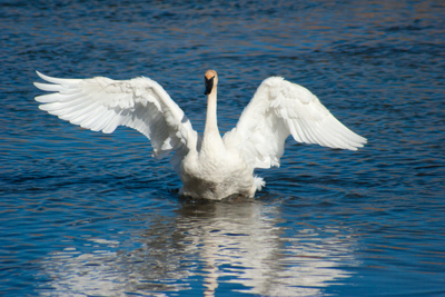 Item #200509290487: Autumn in Wyoming - Swan