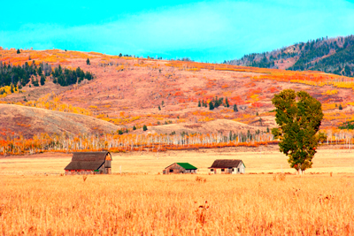 Item #200509290503: Autumn in Wyoming - Three Barns