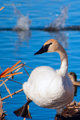 Item #200509300558: Autumn in Wyoming - Swan