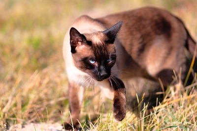 Item #200510010673: Autumn in Wyoming - Cat