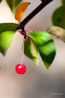 Item #200510010731: Autumn in Wyoming - Berry