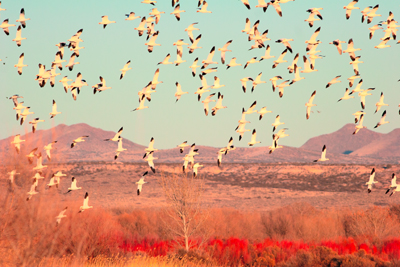 Item #200701237583: Bosque de Apache - Snowgeese