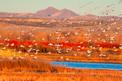 Item #200701237586: Bosque de Apache - Snowgeese