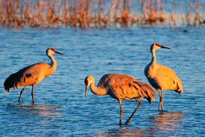 Item #200701237636: Bosque de Apache - Sandhill Cranes