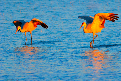 Item #200701237643: Bosque de Apache - Sandhill Cranes
