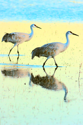 Item #200701237664: Bosque de Apache - Sandhill Cranes
