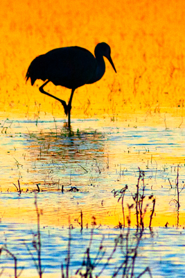 Item #200701237704: Bosque de Apache - Sandhill Crane