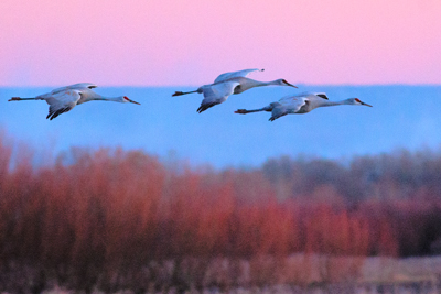 Item #200701237753: Bosque de Apache - Sandhill Cranes