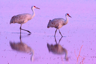 Item #200701237770: Bosque de Apache - Sandhill Cranes