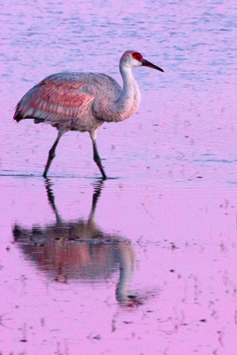 Item #200701237772: Bosque de Apache - Sandhill Crane