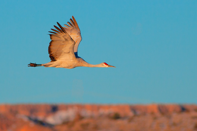 Item #200701248089: Bosque de Apache - Sandhill Crane