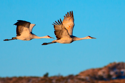 Item #200701248121: Bosque de Apache - Sandhill Cranes