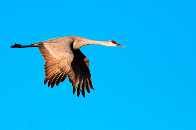 Item #200701248137: Bosque de Apache - Sandhill Crane