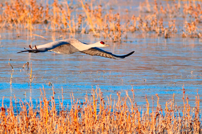 Item #200701248164: Bosque de Apache - Sandhill Crane