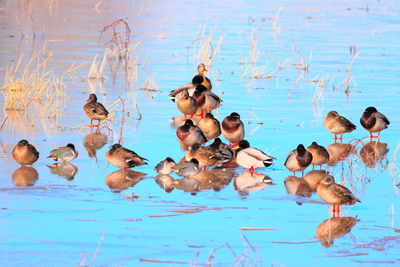 Item #200701248230: Bosque de Apache - Ducks