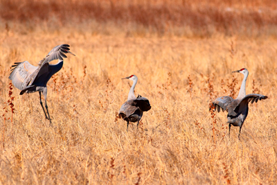Item #200701248249: Bosque de Apache - Sandhill Cranes
