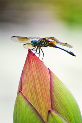 Item #200508140013: Fauna - Dragonfly