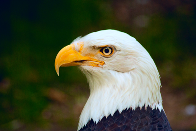 Item #200605280676: Fauna - Bald Eagle
