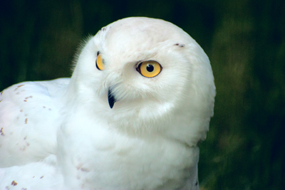 Item #200605280681: Fauna - Snowy Owl