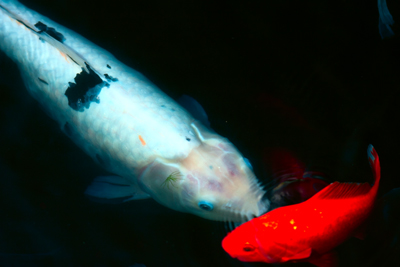 Item #200609093407: Fauna - Koi