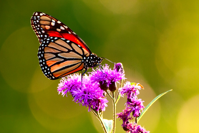 Item #200609093714: Fauna - Monarch Butterfly