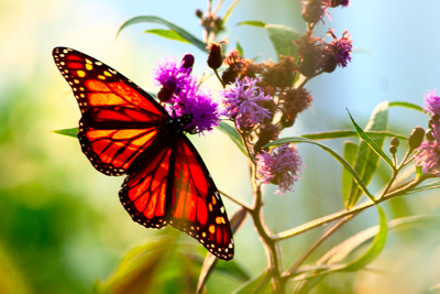 Item #200609093720: Fauna - Monarch Butterfly