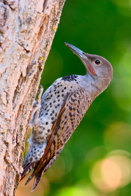 Item #200707195933: Fauna - Juvenile Flicker Woodpecker