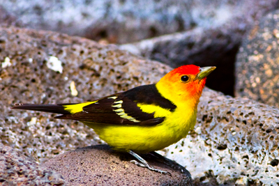 Item #200805170534: Fauna - Western Tanager