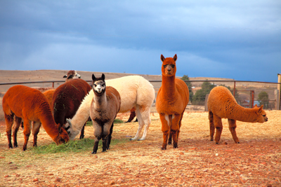 Item #201002107951: Fauna - A Herd of Alpacas