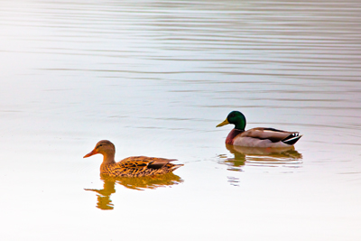 Item #201002148451: Fauna - Ducks