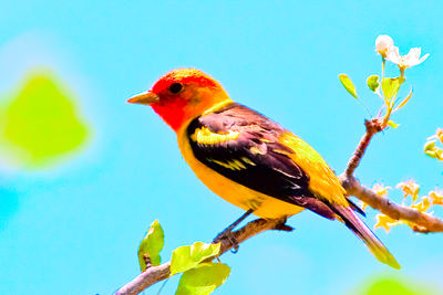 Item #201005117735: Fauna - Western Tanager