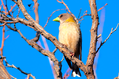 Item #201105078237: Fauna - Evening Grosbeck