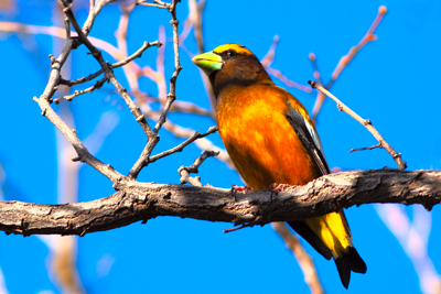 Item #201105078241: Fauna - Evening Grosbeck