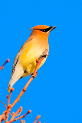 Item #201105168368: Fauna - Cedar Waxwing