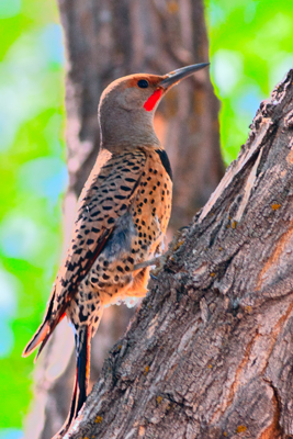 Item #201106148704: Fauna - Juvenile Flicker Woodpecker