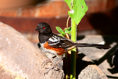 Item #201106238751: Fauna - Towhee