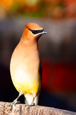 Item #201203179841: Fauna - Cedar Waxwing
