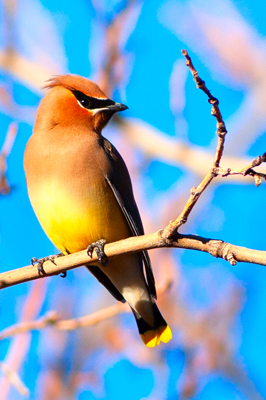 Item #201203179855: Fauna - Cedar Waxwing