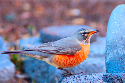 Item #201203179875: Fauna - American Robin