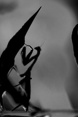 Item #201209237605: Fauna - Praying Mantis
